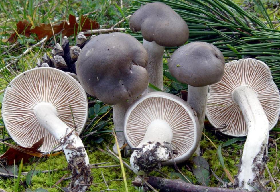 Гигрофор поздний (hygrophorus hypothejus) – грибы сибири