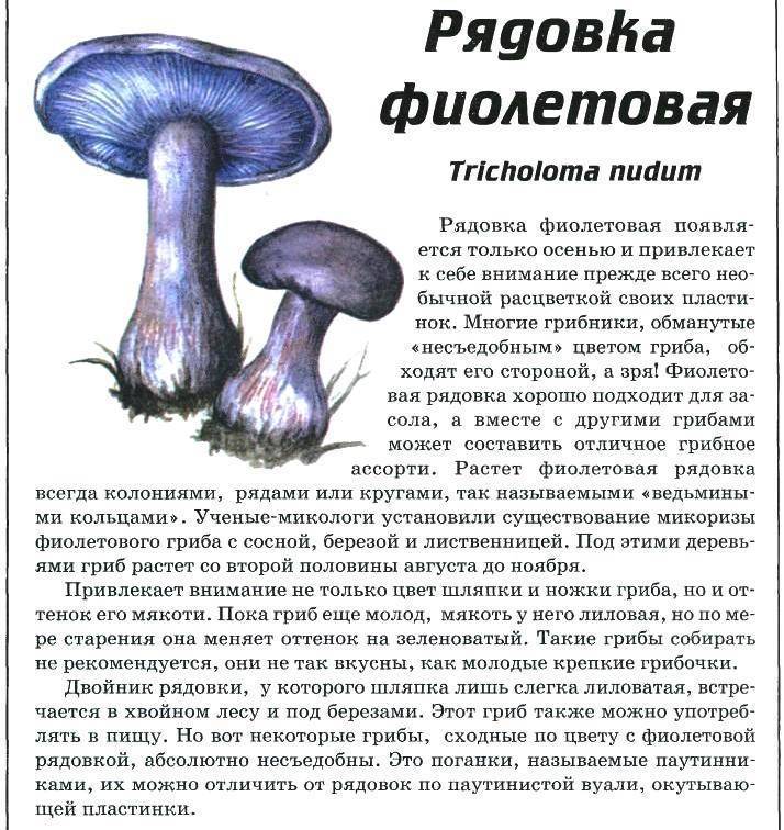 Паутинник фиолетовый - фото и описание съедобного гриба из красной книги, где растет и как готовить
