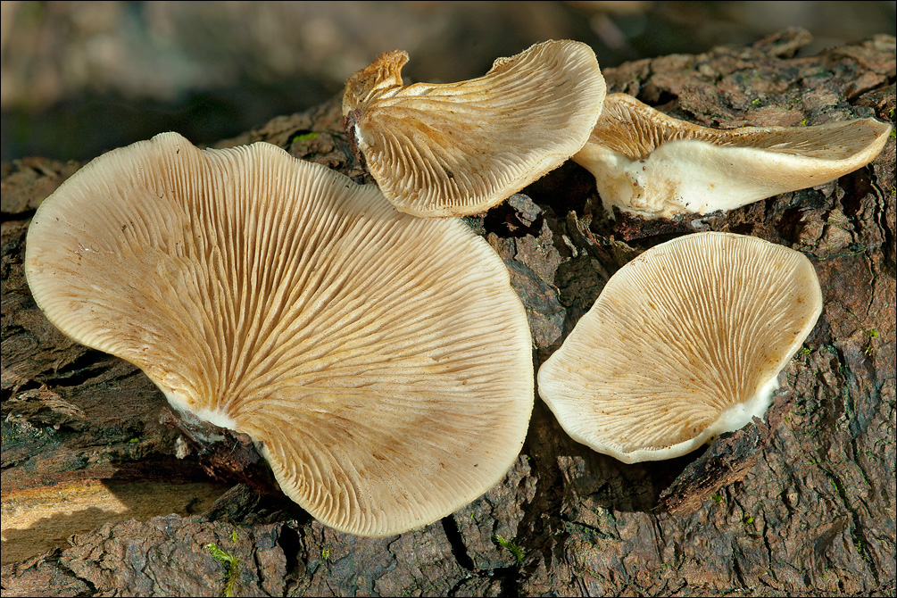 Род крепидот - crepidotus [fr.] kumm. всё о грибах.