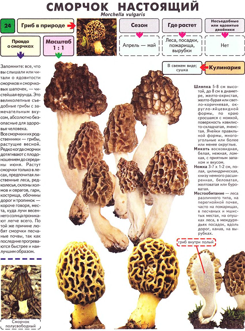 Строчок осенний (лопастник осенний, gyromitra infula): съедобный или нет, как выглядят грибы, где и как растут