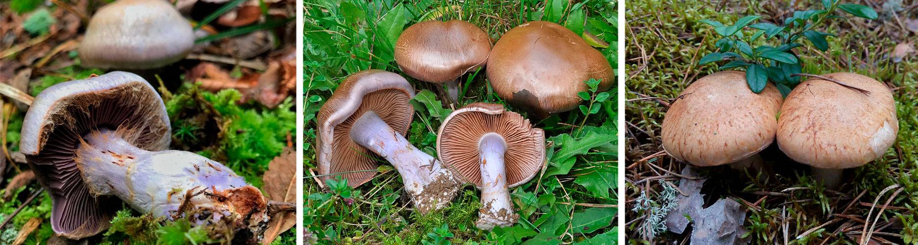 Паутинник шафрановый (cortinarius croceus) – грибы сибири