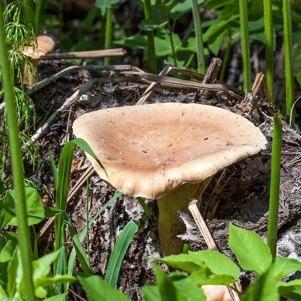 Пилолистник чешуйчатый (шпальный гриб): фото и описание