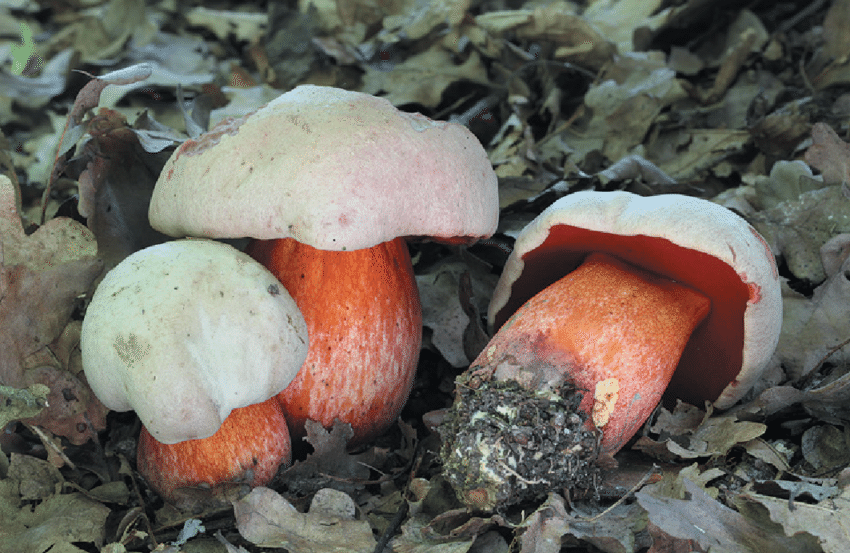 Боровик – генерал среди грибов