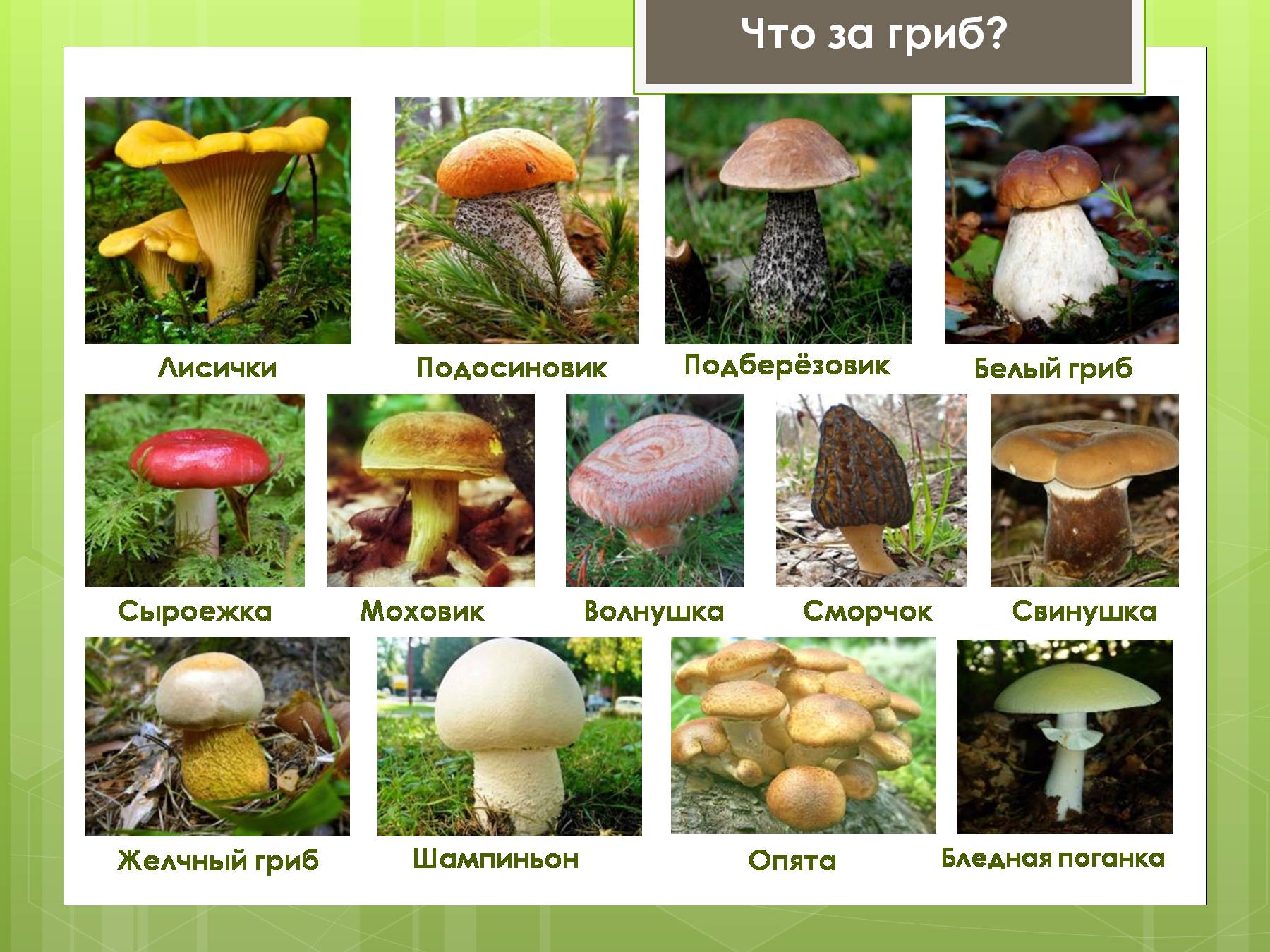 Классификация грибов по съедобности
