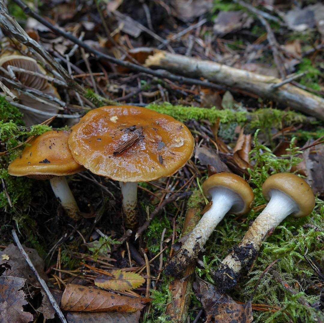 Паутинник красивейший — коварный гриб, после которого симптомы отравления появляются только через 3-14 дней. рассказываем в статье как его | в лес по грибы | дзен
