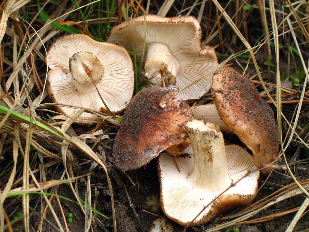 Бело коричневые грибы