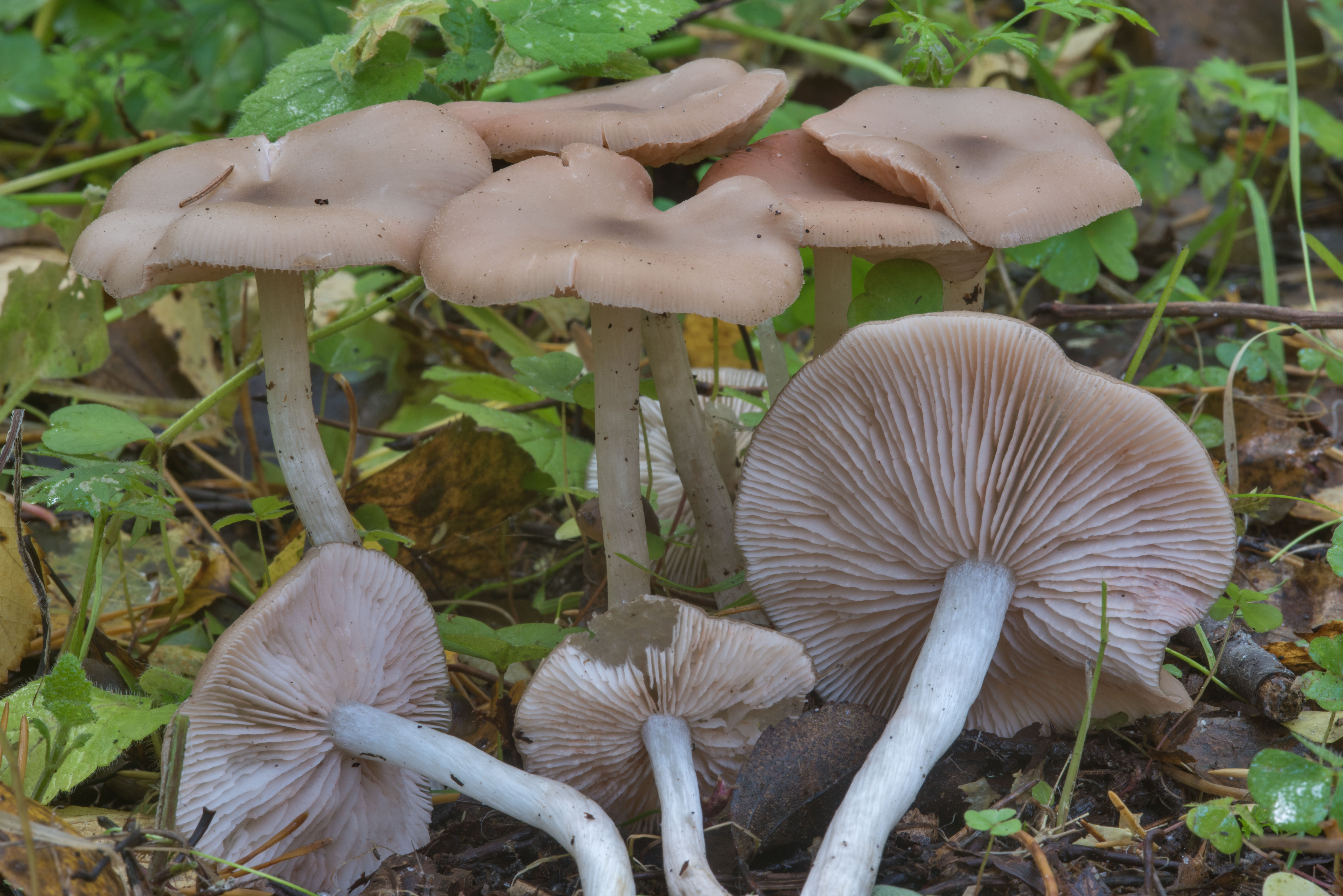 Описание и места распространения гриба энтоломы ядовитой