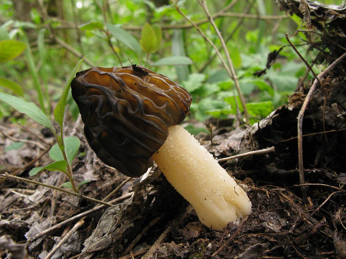 Сморчок съедобный или настоящий (morchella esculenta): фото, описание и как готовить условно-съедобный гриб