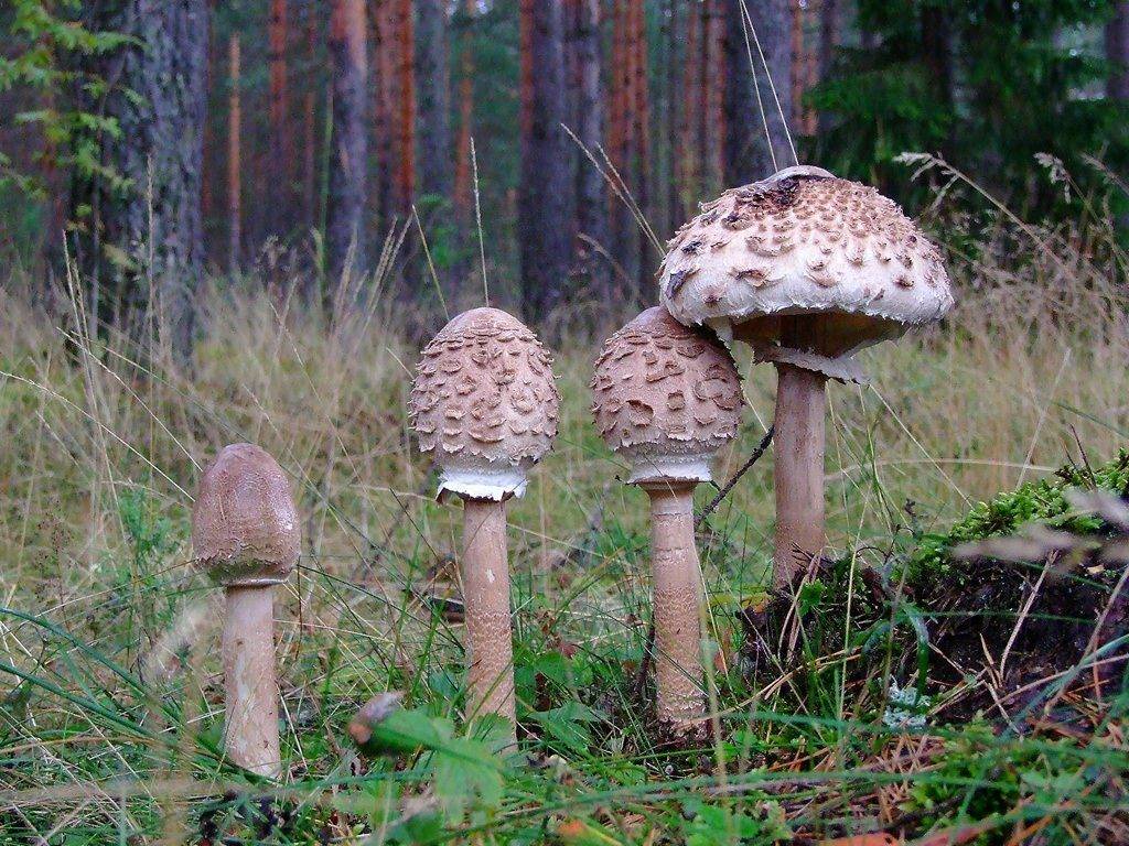 Зонтик пестрый – фото и описание гриба, где растет | съедобный пестрый зонтик