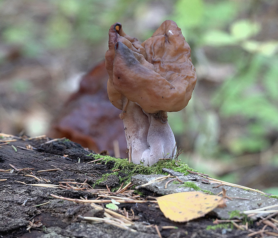 Общая информация о российских лесах - грибы россии
forest.ru - всё о российских лесах