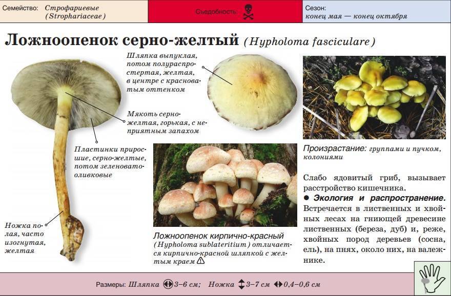 Ложный кирпично-красный опенок - грибы. описание и фото ложного опенка.