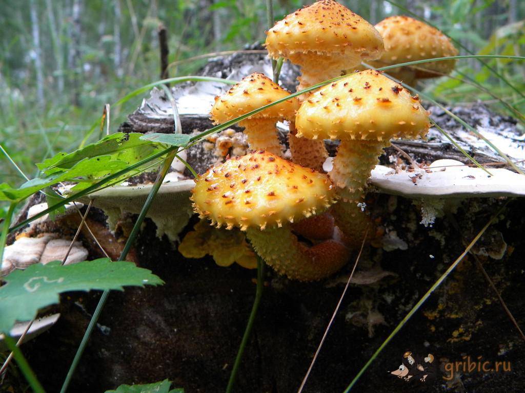 Опенок королевский (чешуйчатка золотистая) – описание съедобного гриба