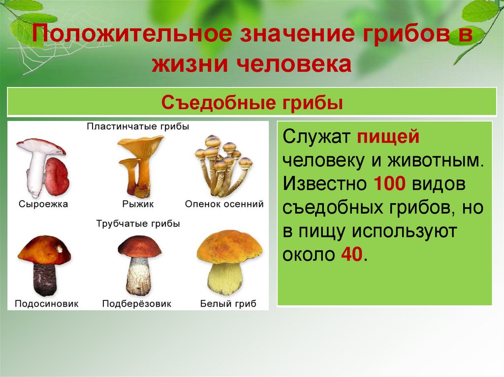 Съедобные грибы: виды, названия, калорийность и полезные свойства