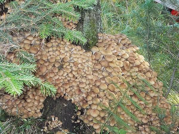 Разновидности осенних опят: фото, видео, описание съедобных грибов, когда появляются и как растут