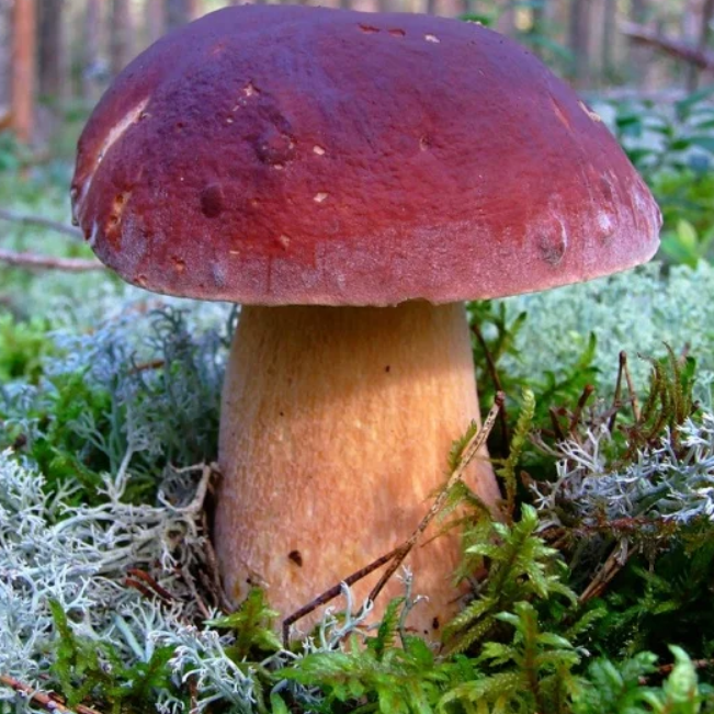 Белый гриб: лечебные и опасные свойства | food and health
