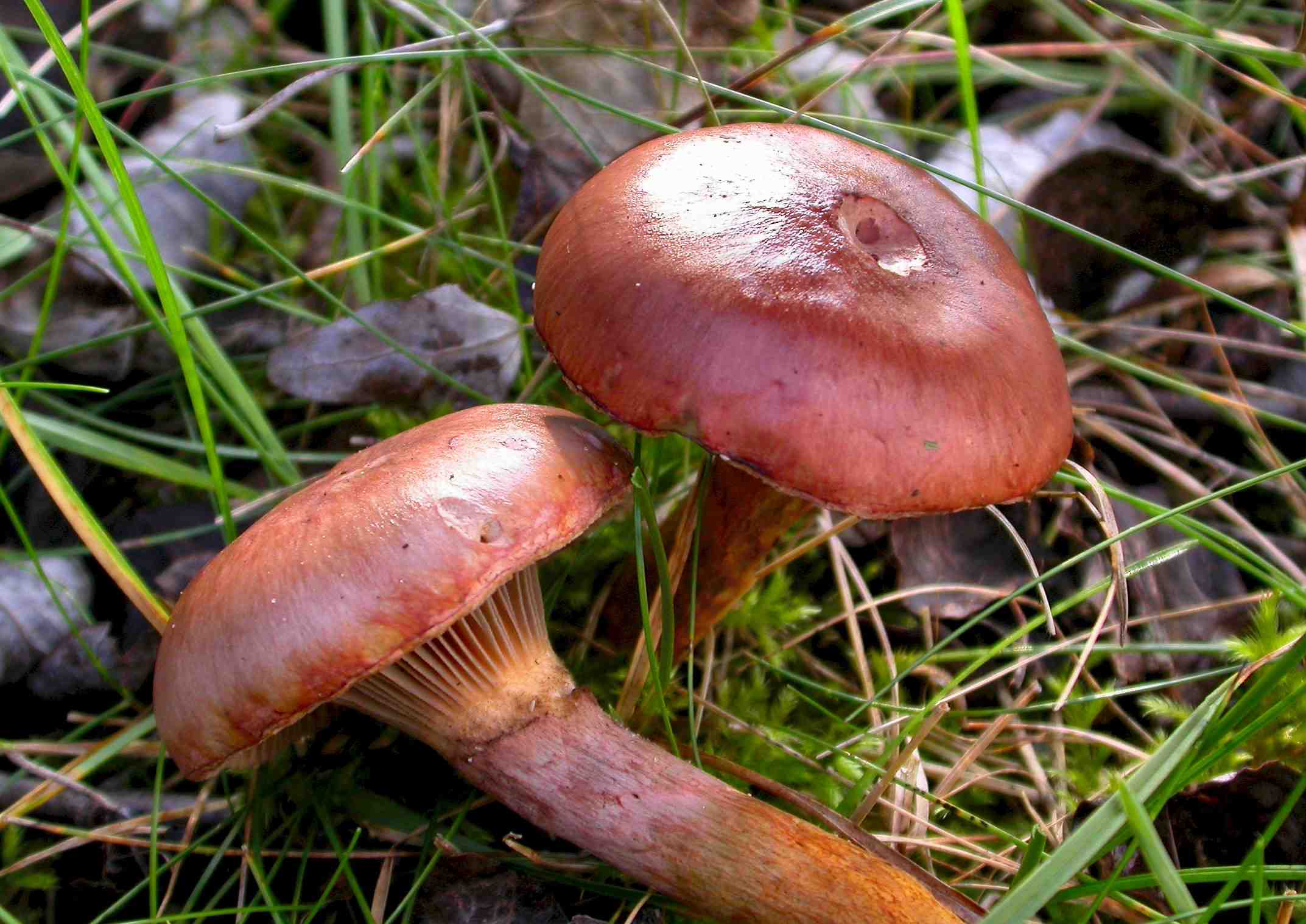 Мокруха пурпуровая: описание гриба, места распространения, фото