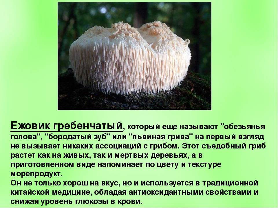 Древесные грибы и их виды ???????? фото и описание