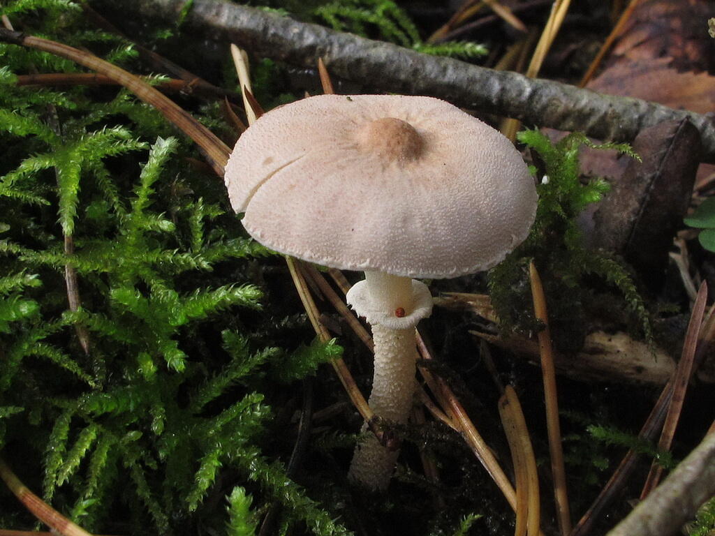 Цистодерма амиантовая (cystoderma amianthinum) – грибы сибири