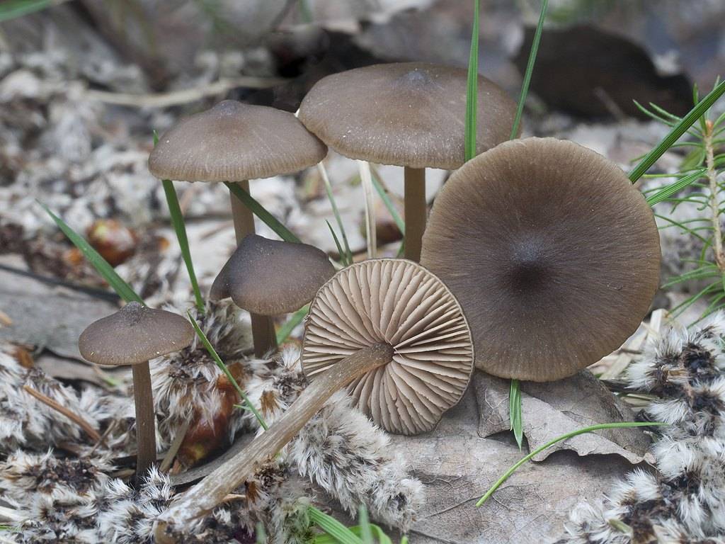 Сморчок степной (morchella steppicola) — описание гриба, где растет и как готовить, похожие виды, фото
