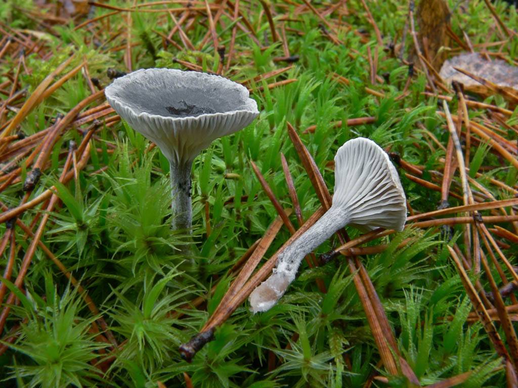 Кантареллула бугорковая: особенности непопулярных съедобных грибов | огородники
