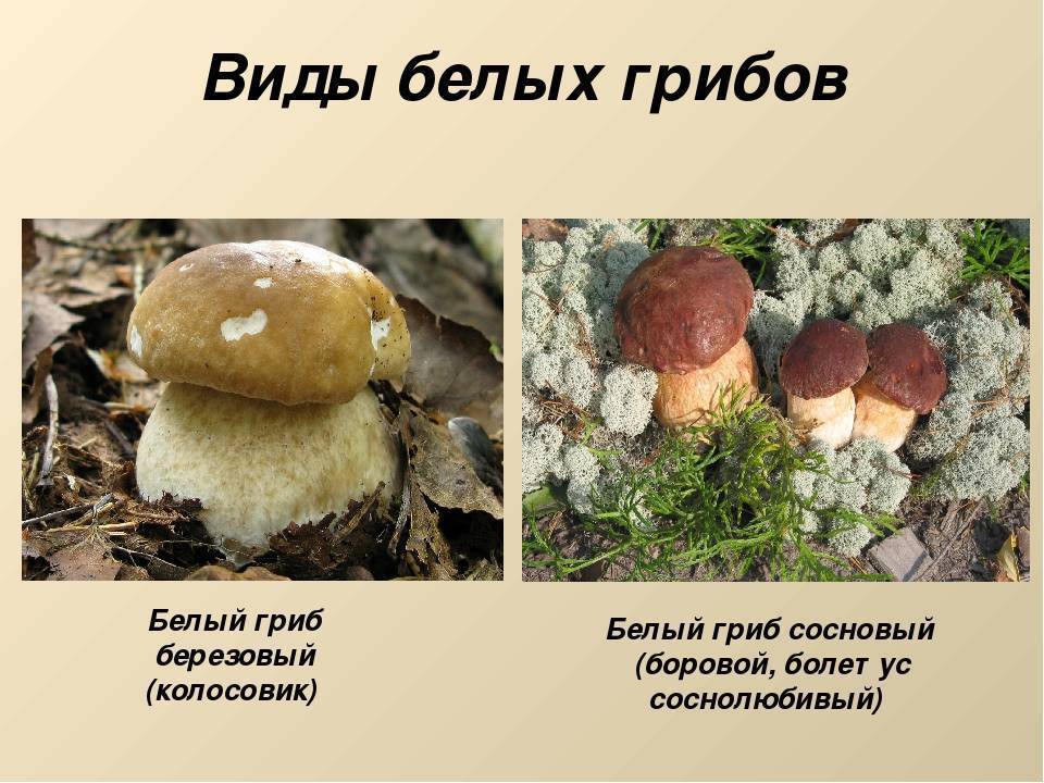 Дубовик крапчатый гриб – фото и описание