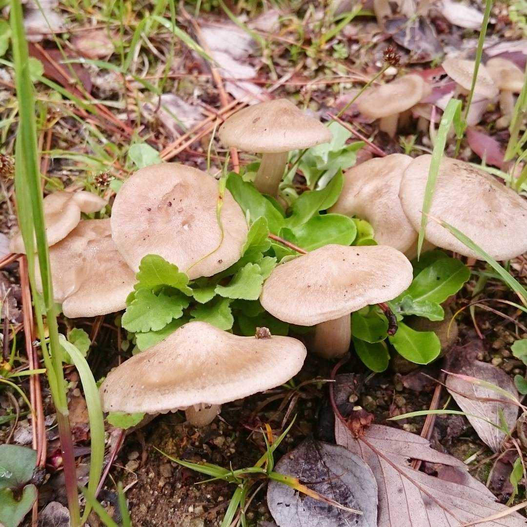 Какие съедобные, несъедобные и ядовитые грибы можно встретить весной