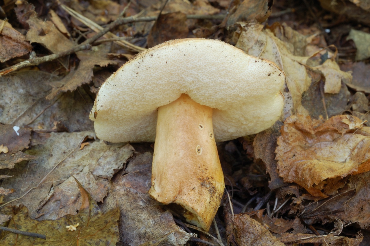 Гиропорус каштановый (gyroporus castaneus). описание каштанового гриба как готовить каштановый гриб