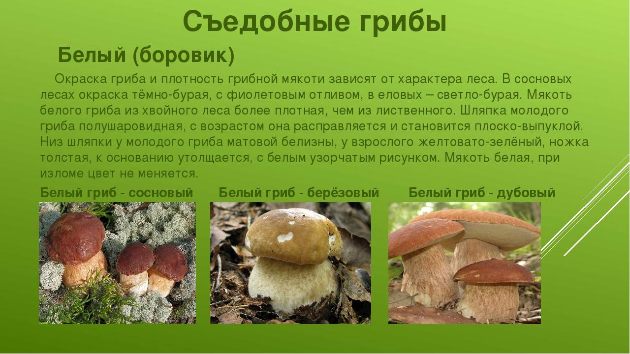 Грибы рыжики: фото, описание, где растут, как выглядят в лесу и как их готовить