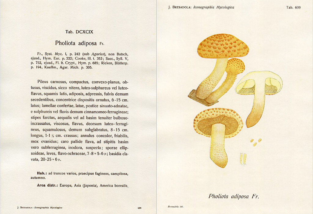 Чешуйчатка чешуйчатая (pholiota squarrosa) – грибы сибири