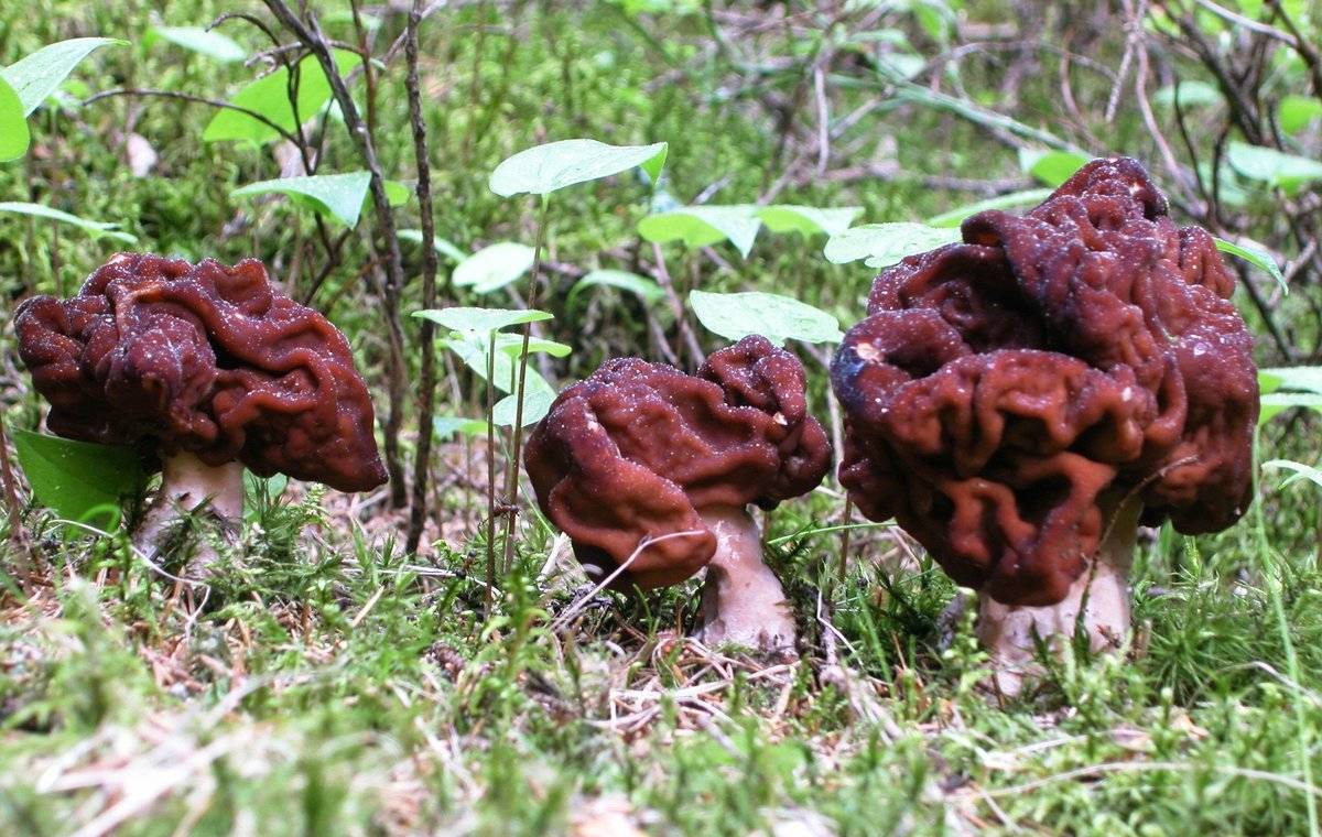 Какие грибы растут в саратовской области: названия, фото и описание