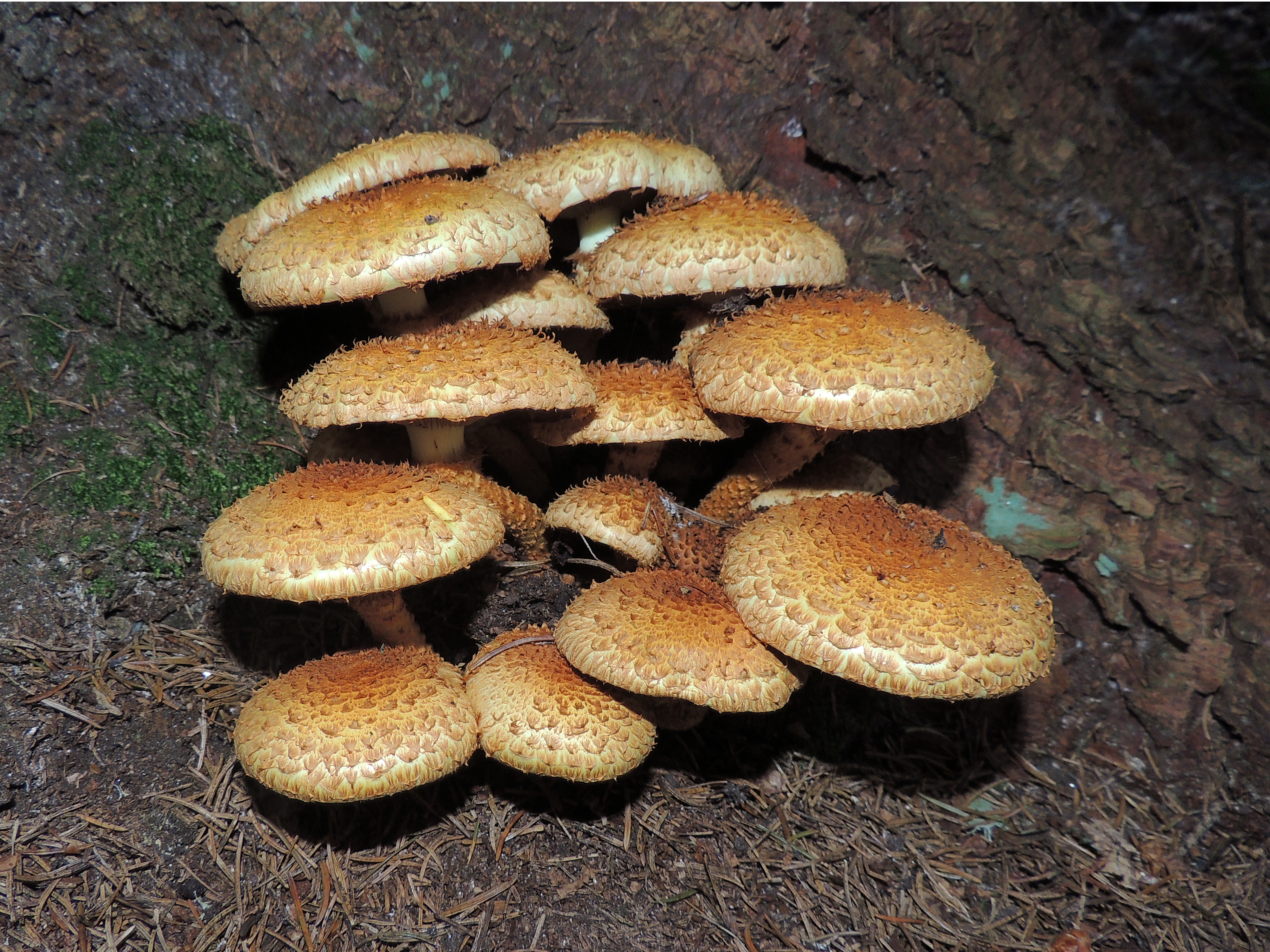 Можно есть грибы которые растут на тополях