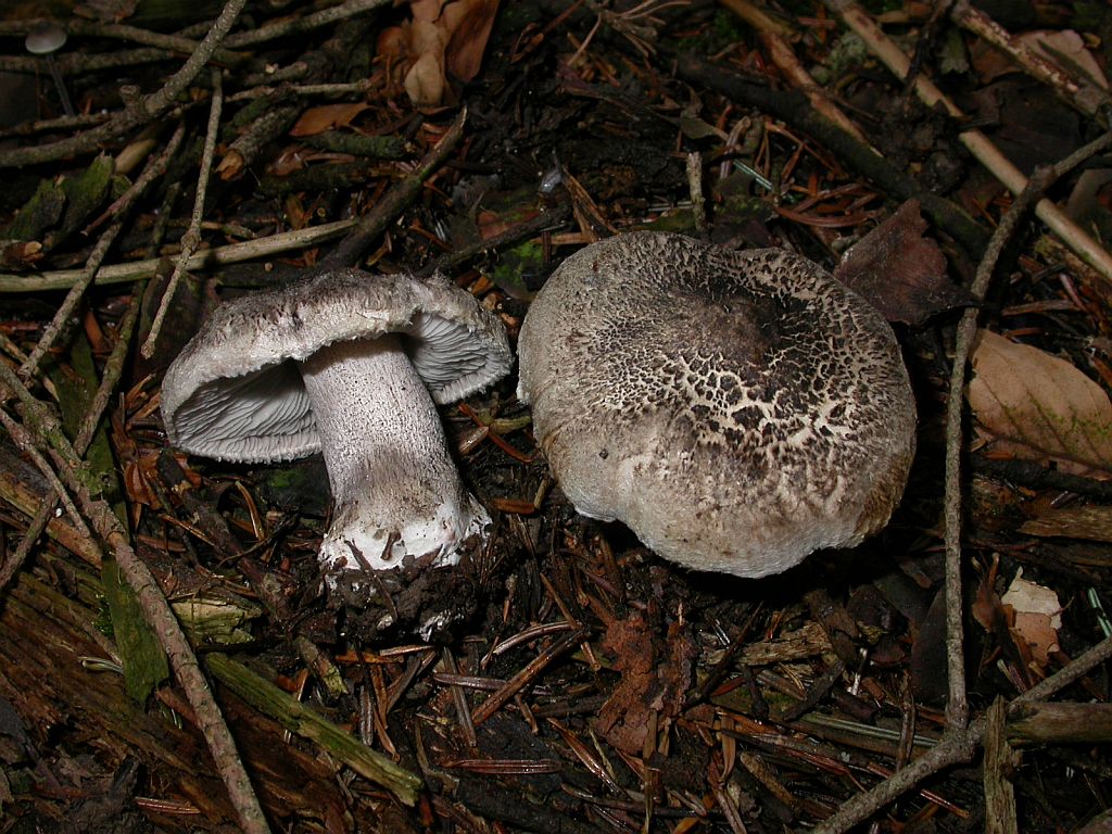 Чешуйчатка обыкновенная – гриб условно-съедобный. описание и где растет.