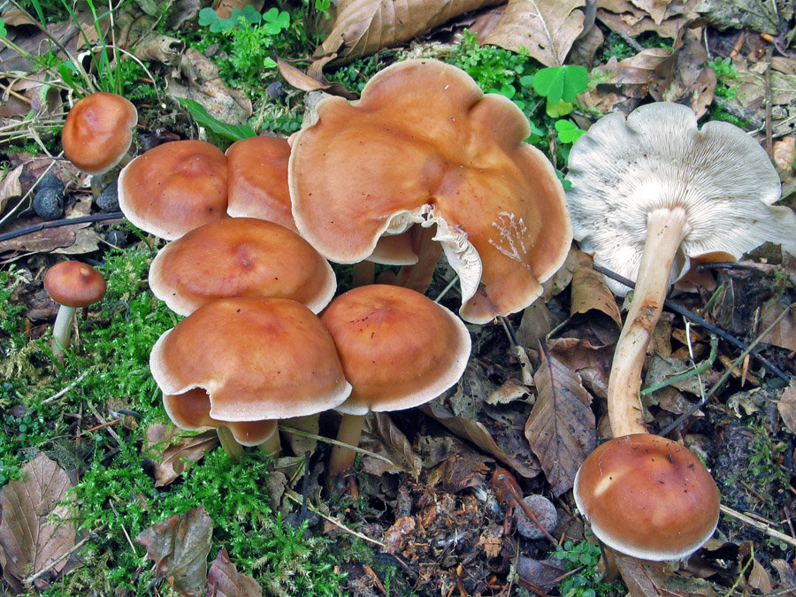 Коллибия лесолюбивая - описание, где растет, ядовитость гриба