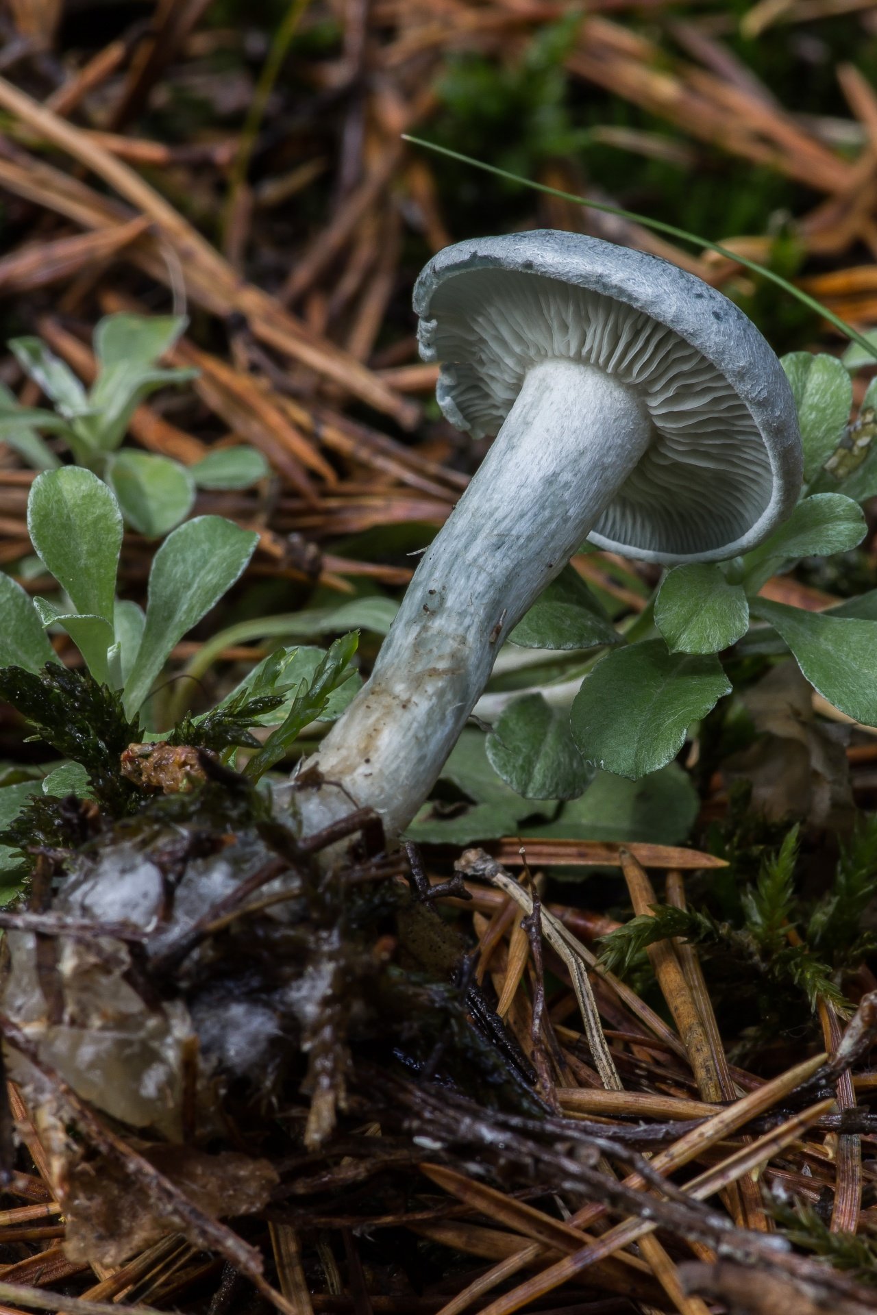 Съедобные грибы говорушки: фото и описание дымчатой, оранжевой (подогнутой) и душистой говорушек