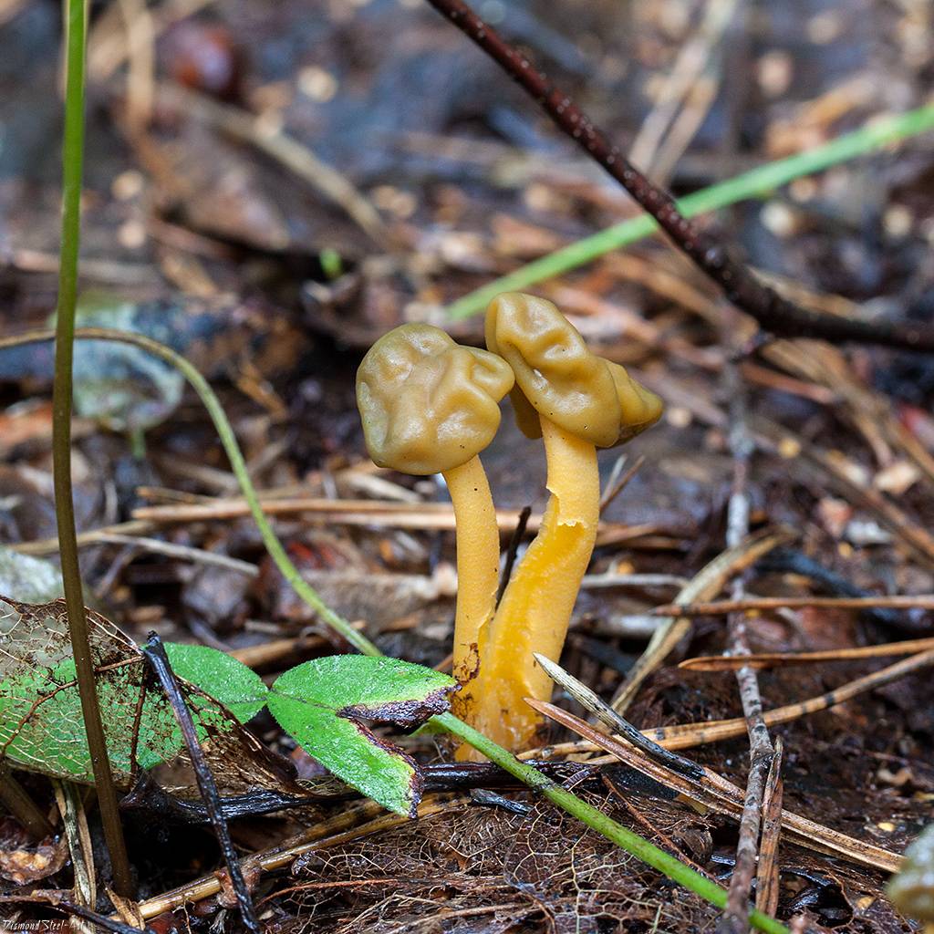Церрена одноцветная — описание гриба, где растет, похожие виды, фото