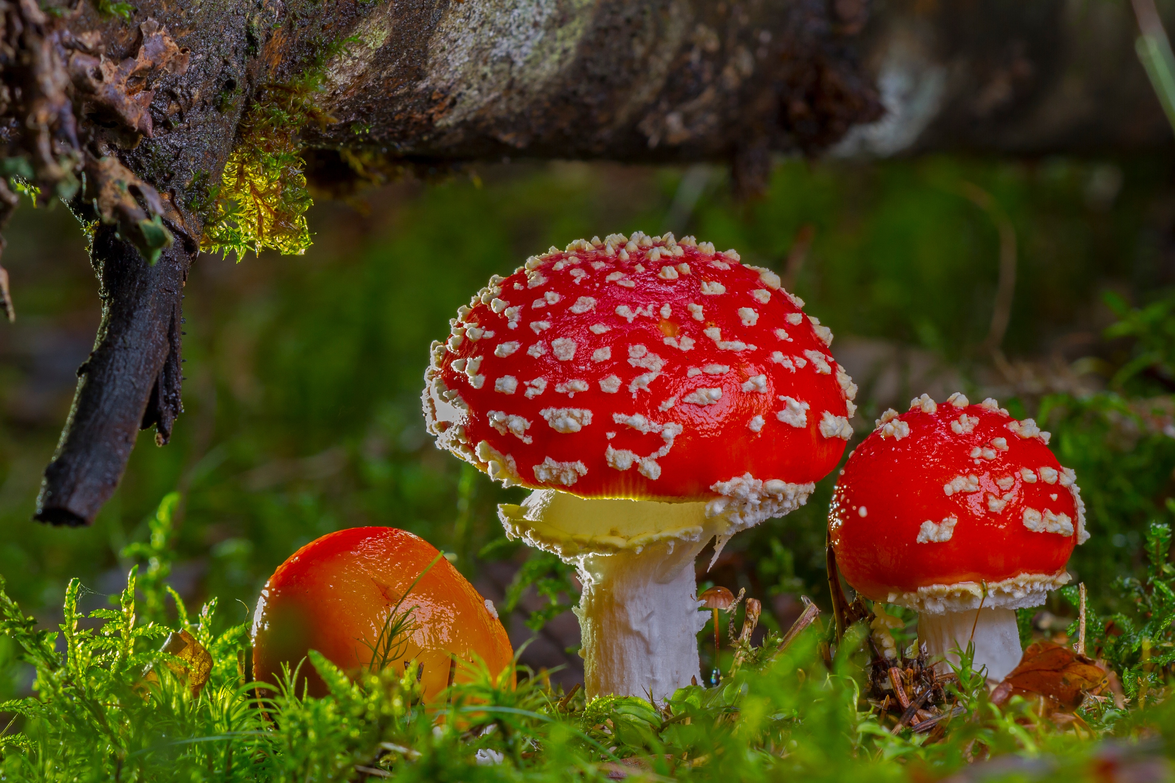 Мухомор красный (amanita muscaria): употребление, фото, описание и лечебные свойства гриба
