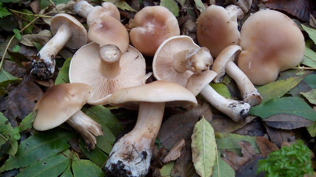 Опасный ядовитый гриб — рядовка мышиная или заостренная