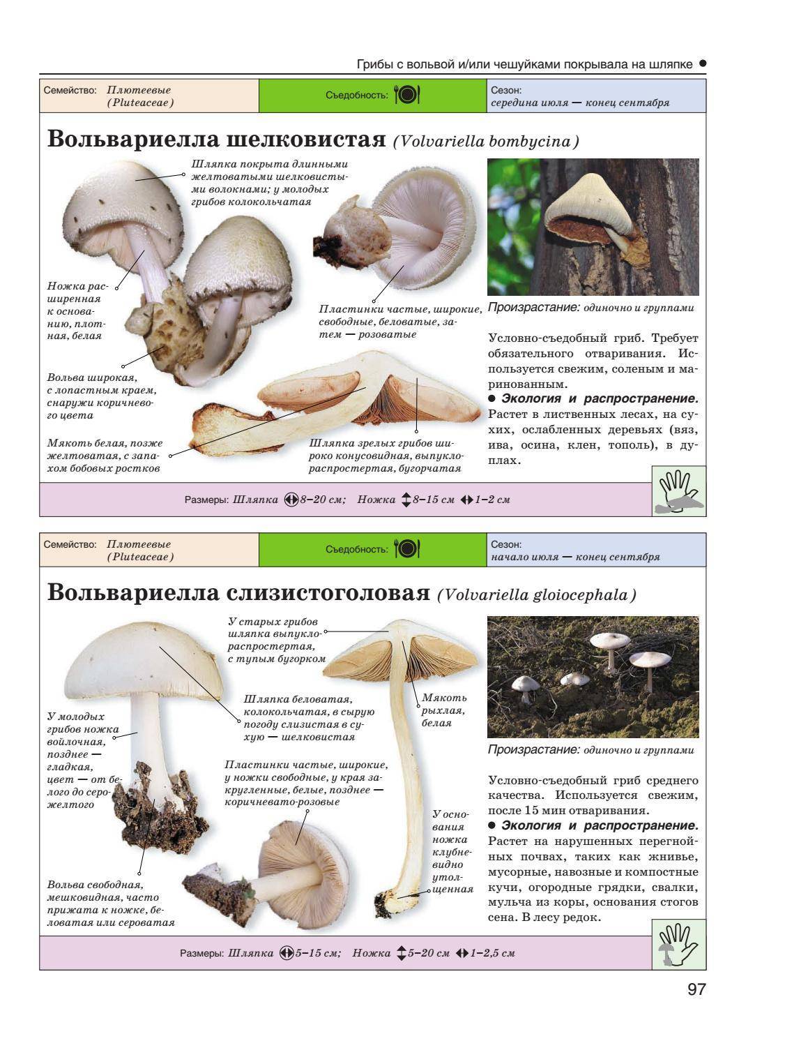 Гриб вольвариелла шелковистая (volvariella bombycina): описание, фото