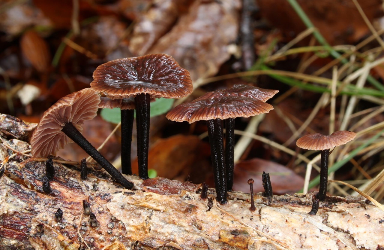 Опенок луговой (негниючник): деликатесные грибы — 5 признаков