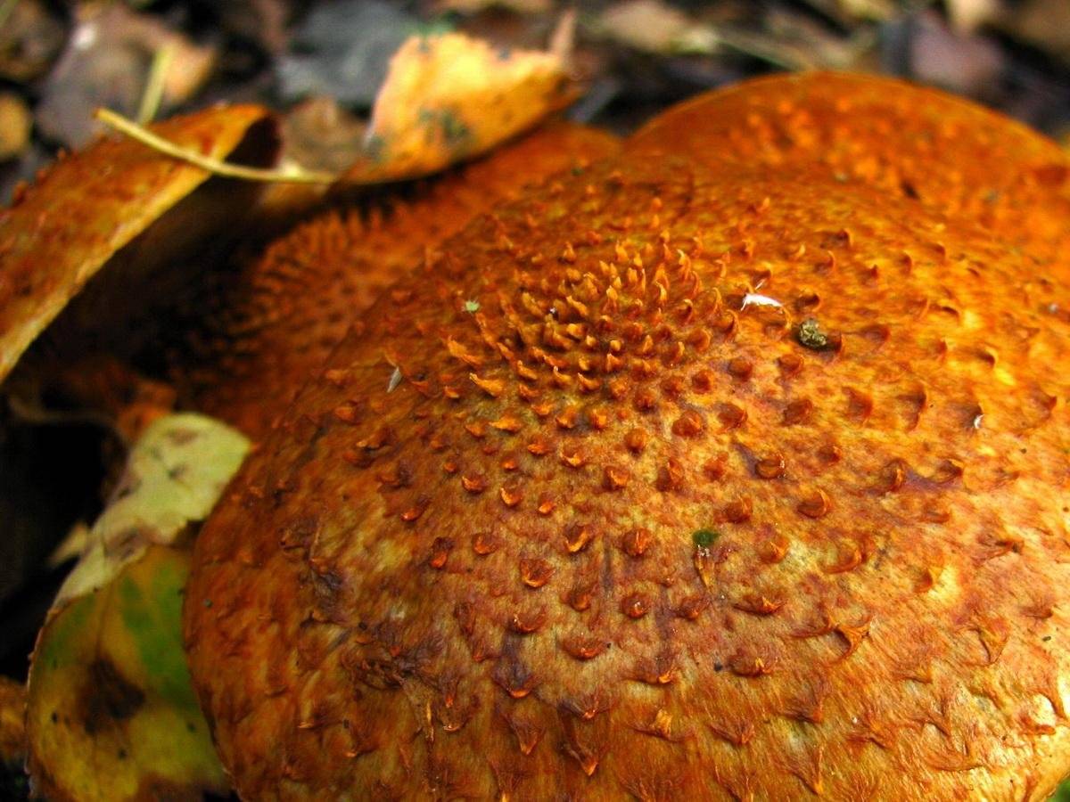 Гриб курятник (курник), зонтик краснеющий или лохматый (chlorophyllum rhacodes): фото, описание и как готовить гриб