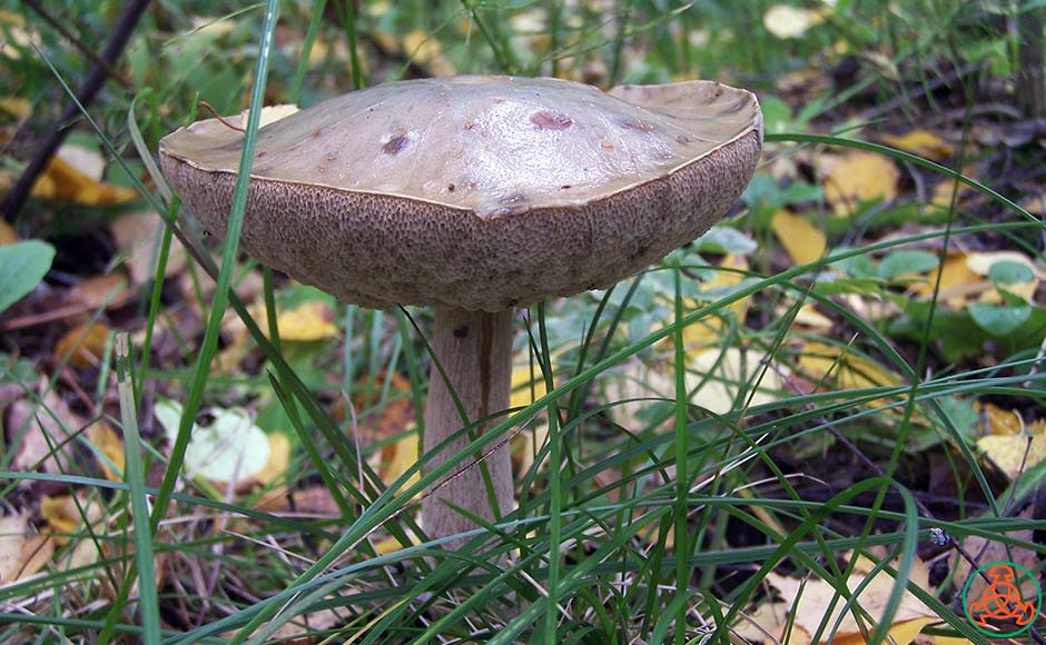 Подберезовик разноцветный – описание гриба, фото и съедобность