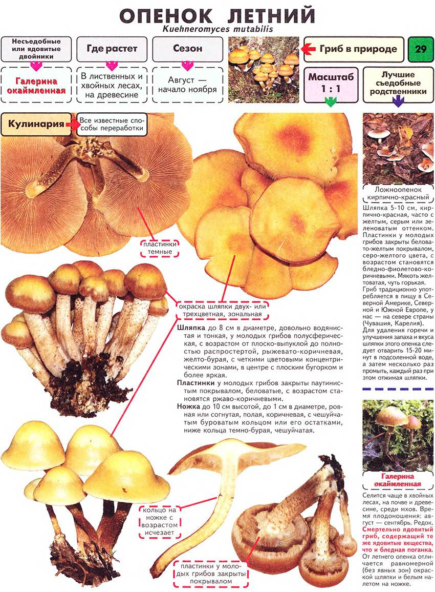 Еловые опята (armillaria ostoyae): фото, описание, как выглядит и как отличить опенок темный от ложных грибов
