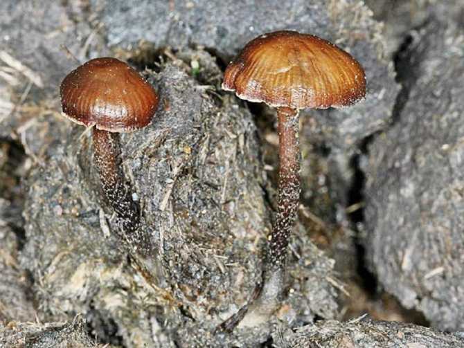 Гигрофор поздний, герой труда. в чем подвох этого вкуснейшего гриба? | это грибы! | дзен