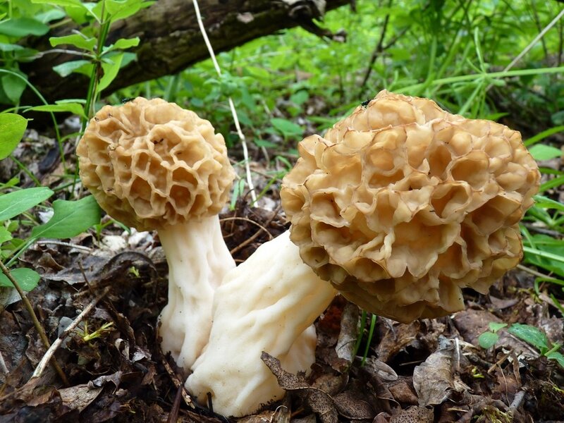 Как выглядят грибы сморчки