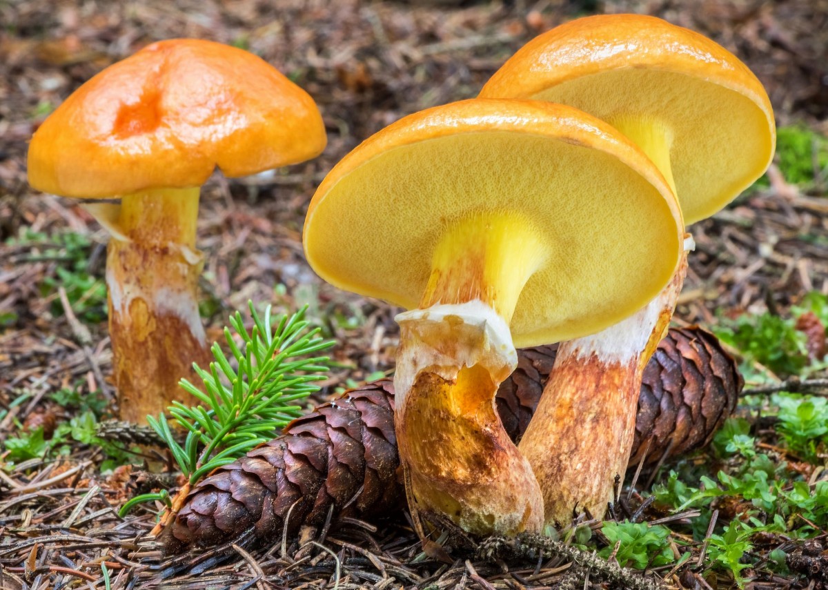 Маслёнок зернистый или летний (suillus granulatus): фото, описание и приготовление съедобного гриба