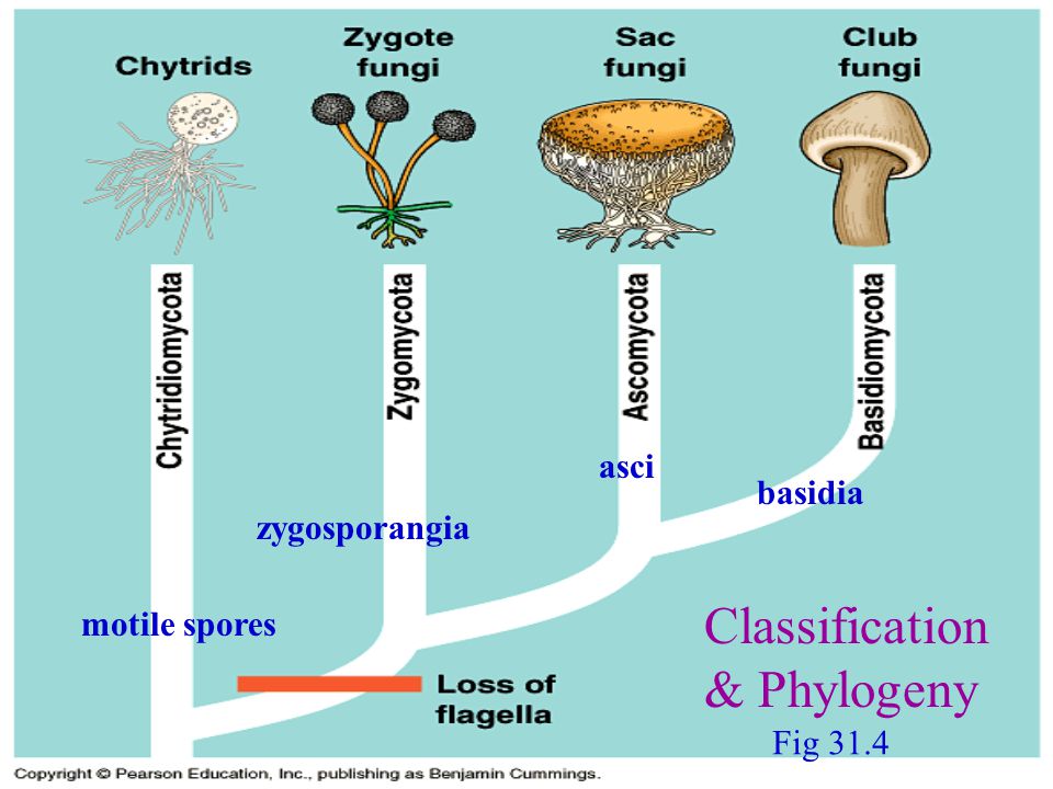 Опенок тополиный (cyclocybe aegerita): описание, где растет, как отличить, фото и сходные виды