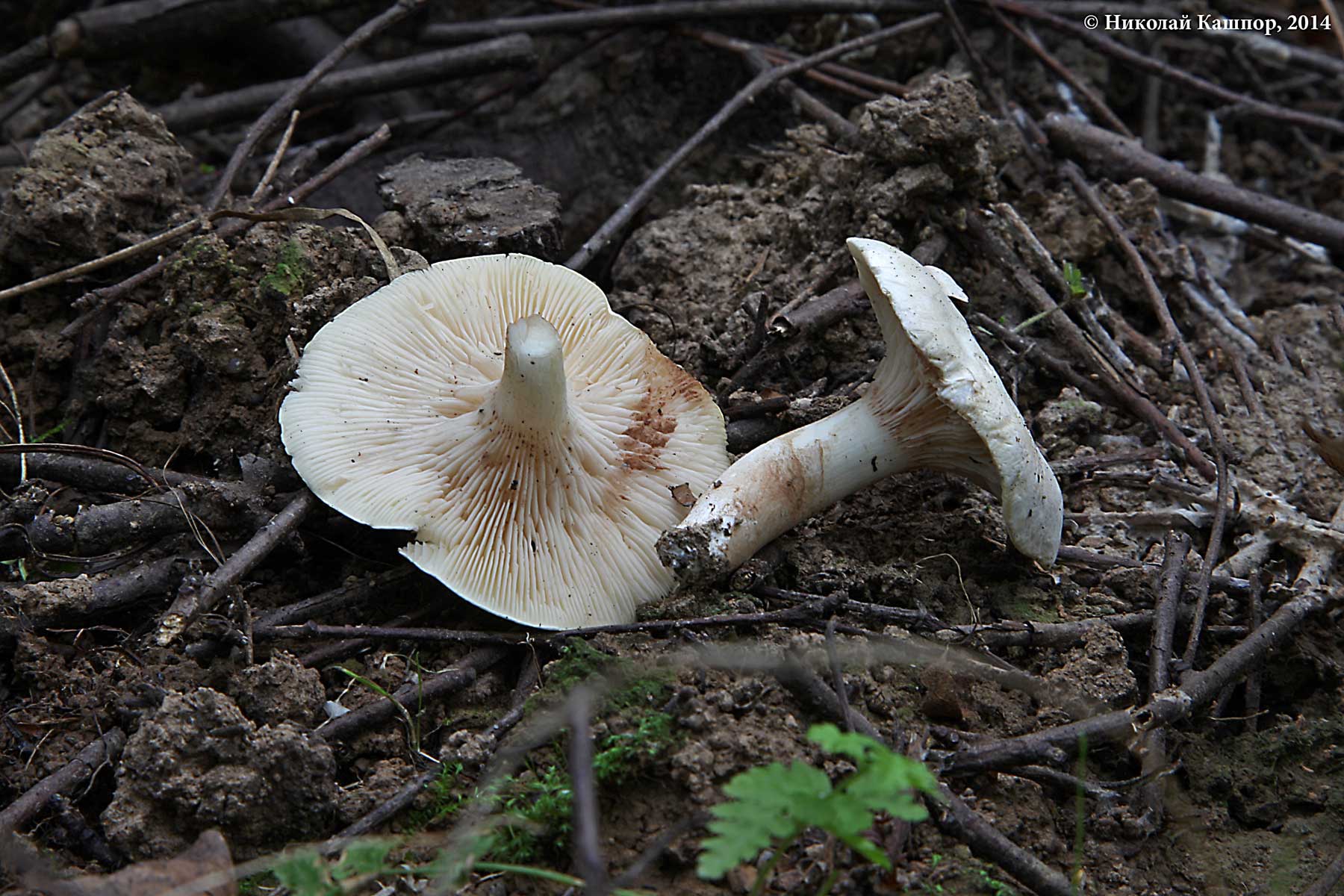 Клитопилус сливовый (clitopilus prunulus) – грибы сибири