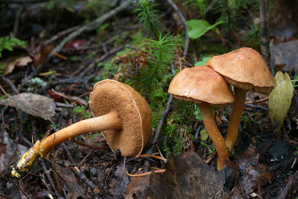 Какие шляпочные грибы относятся к трубчатым: фото, названия и описания съедобных и ядовитых видов