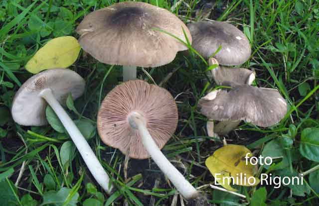 Плютей фенцля — описание гриба, где растет, похожие виды, фото