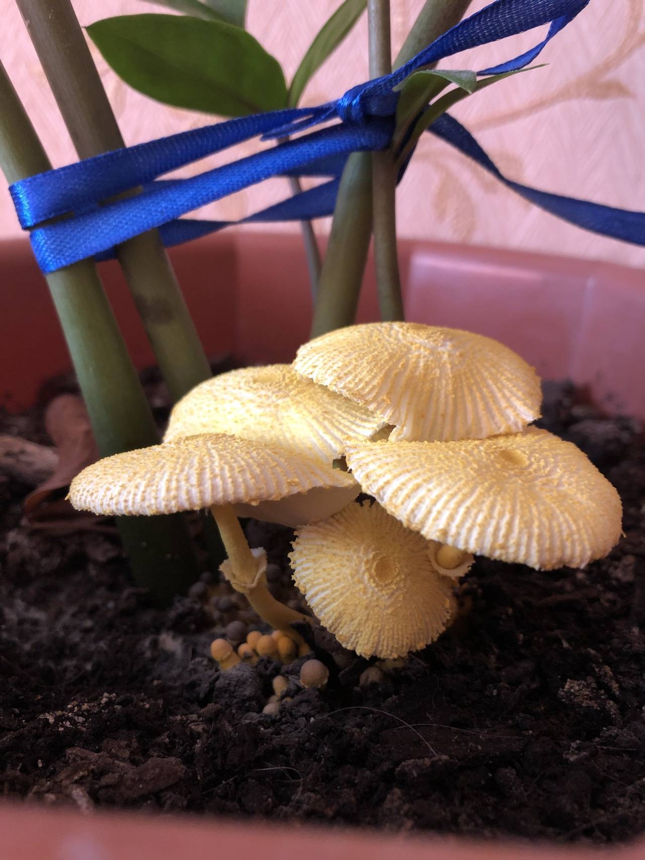 Выросли грибы в цветочном горшке приметы